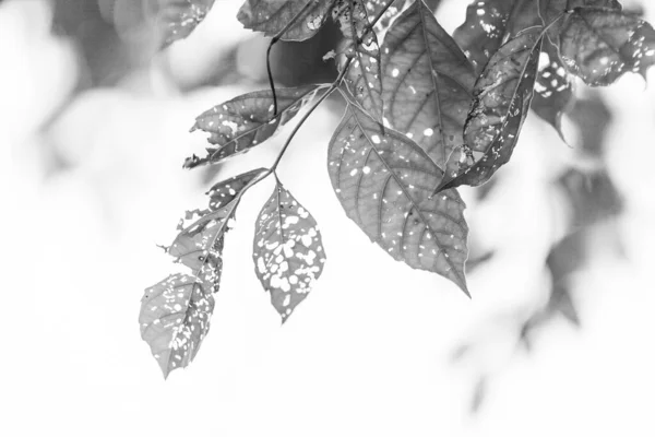 Kara Beyaz Yapraklı Delikli Haşereler Tarafından Yenen Doğa — Stok fotoğraf