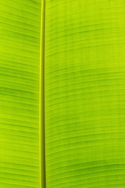 Textuur Achtergrond Van Achtergrondverlichting Fris Groen Blad Bananenblad — Stockfoto