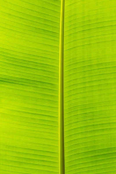 背光新鲜绿叶 香蕉叶的纹理背景 — 图库照片