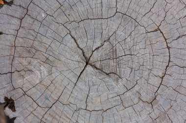 Kesik ağaç gövdesinin eski ahşap dokusu