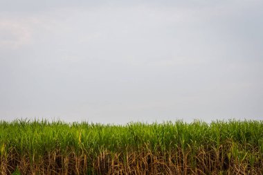 Mısır tarlası ve bulutlu gökyüzü, Doğa