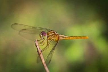 Yusufçuk ağacın tepesine tünedi.