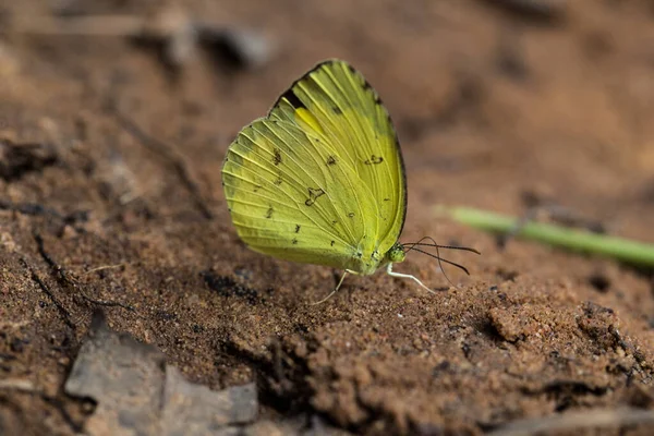 Желтая Бабочка Песчаной Земле — стоковое фото