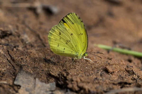 Papillon Jaune Sur Sol Sable — Photo