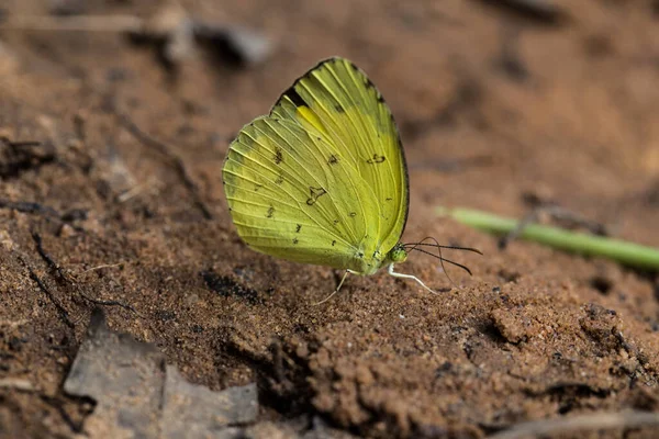 Papillon Jaune Sur Sol Sable — Photo