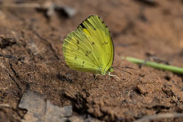 Papillon Jaune Sur Sol Sable — Photo