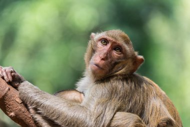Anne maymun ve bebek ağaçta
