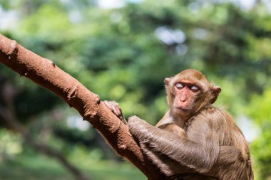 Anne maymun ve bebek ağaçta