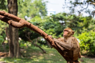 Anne maymun ve bebek ağaçta