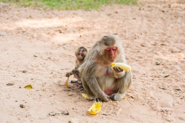 Anne maymun ve bebek maymun kumda oturur ve muz yer.