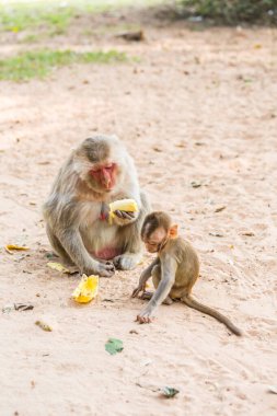 Anne maymun ve bebek maymun kumda oturur ve muz yer.