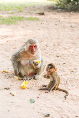 Anne maymun ve bebek maymun kumda oturur ve muz yer.