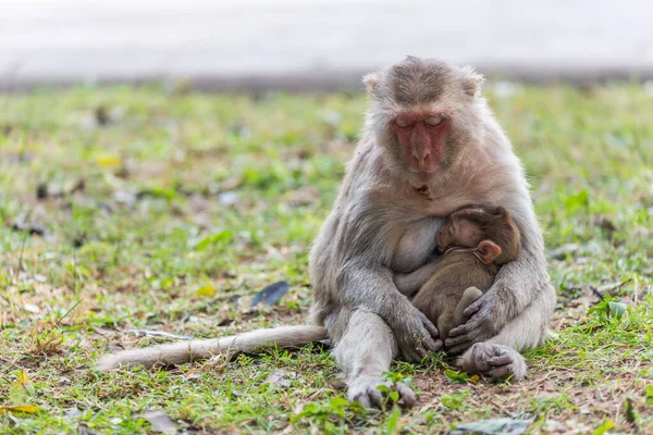 Mother Monkey Baby Monkey Sleeping Lawn — Stock Photo, Image