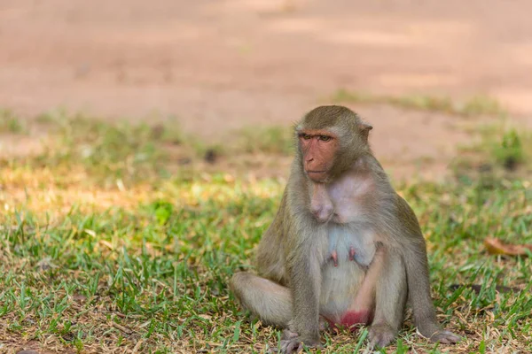 Moeder Aap Zoek Naar Baby Aap Het Gras — Stockfoto