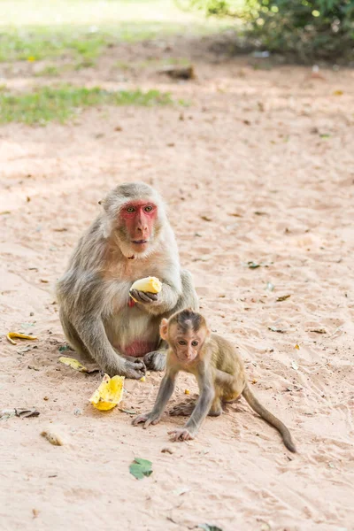 Mother Monkey Baby Monkey Sits Sand Eats Banana — Stock Photo, Image
