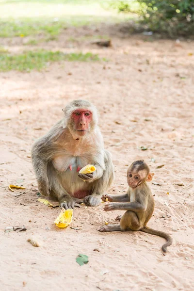 Mother Monkey Baby Monkey Sits Sand Eats Banana — Stock Photo, Image