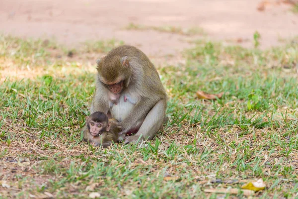 Mother Monkey Finding Louse Cootie Baby Monkey Grass — Stock Photo, Image