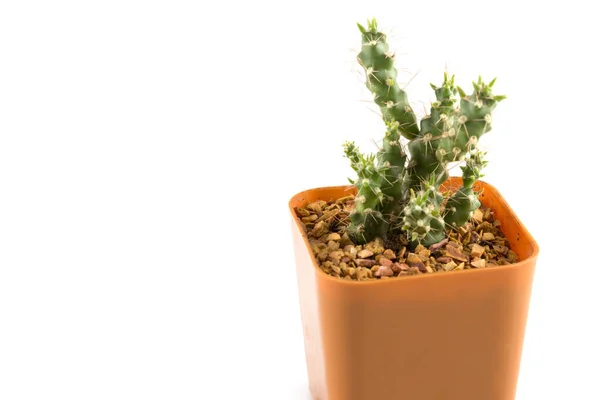 Cactus Kleine Plastic Pot — Stockfoto