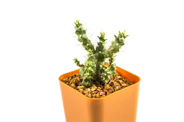 Cactus Pequeña Maceta Plástico —  Fotos de Stock