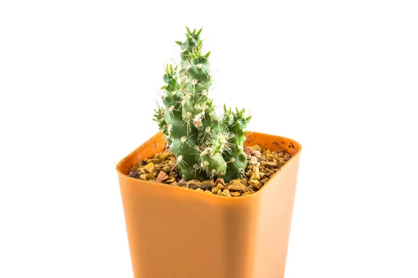 Cactus Small Plastic Pot — Stock Photo, Image