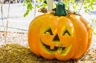 Bulanık suratlı ürkütücü balkabağı