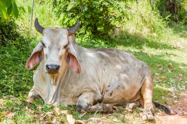 İnekler ağacın altında dinleniyor ve üzerinde bir sürü sinek var.