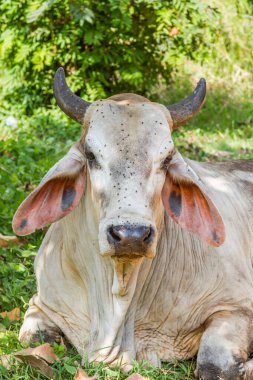 İnekler ağacın altında dinleniyor ve üzerinde bir sürü sinek var.