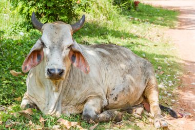 İnekler ağacın altında dinleniyor ve üzerinde bir sürü sinek var.