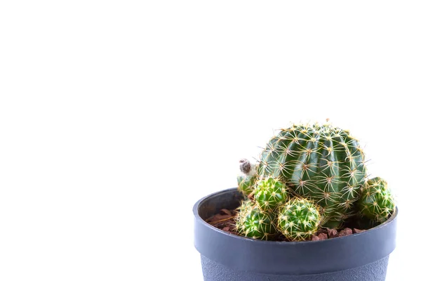 Kis Kaktusz Házi Növény Pot Fehér Háttér — Stock Fotó