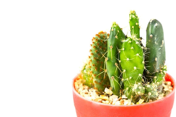 Pequena Planta Sala Cacto Vaso Fundo Branco — Fotografia de Stock