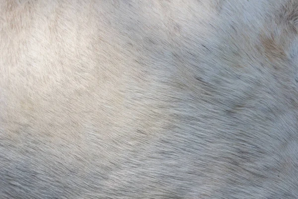 Biały Mężczyzna Koński Włos Tło — Zdjęcie stockowe
