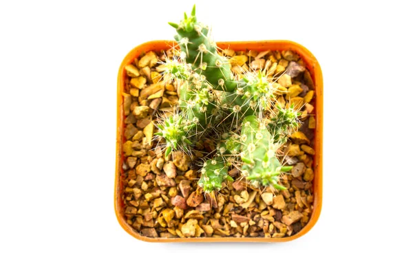 Kleine Cactus Huisplant Pot Witte Achtergrond — Stockfoto