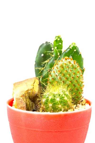 Kleine Cactus Huisplant Pot Witte Achtergrond — Stockfoto