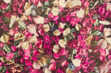 Pembe kurumuş çiçekler ve yaprak arka plan, Rose.