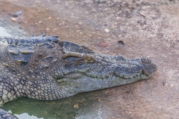 Kop Van Krokodil Krokodil — Stockfoto