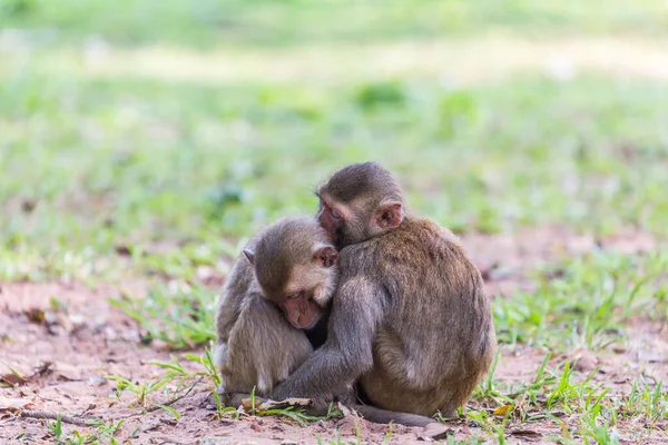 Two Monkey Sleeping Grass — Stock Photo, Image