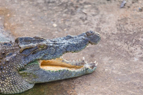 Testa Coccodrillo Alligatore — Foto Stock