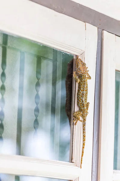 Gecko Escalando Nas Janelas — Fotografia de Stock