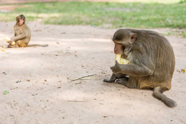 monkey sits on the tree and eats banana, Nature
