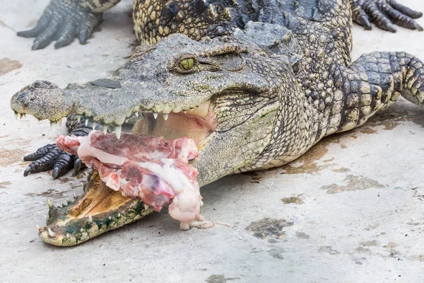 Κροκόδειλος Τρώνε Κρέας Στο Πάρκο — Φωτογραφία Αρχείου