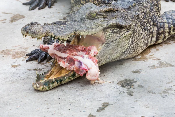 Krokodil Eet Vlees Het Park — Stockfoto