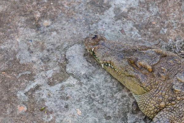 Kopf Von Krokodil Alligator — Stockfoto