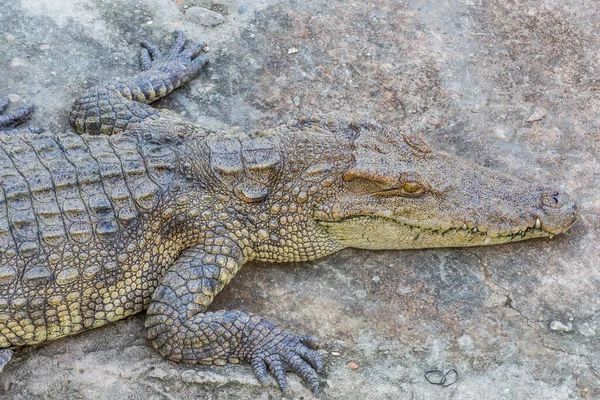 Kop Van Krokodil Krokodil — Stockfoto