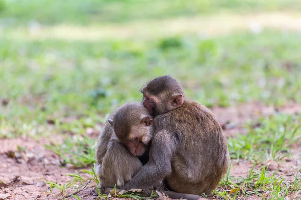 Two Monkey Sleeping Grass — Stock Photo, Image