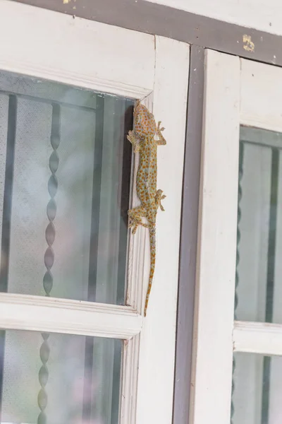 Gecko Escalando Nas Janelas — Fotografia de Stock