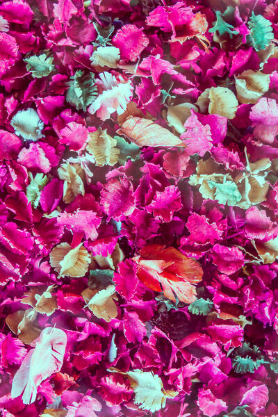 Сушеные цветы и листья фона, Роза