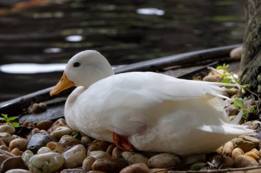 Turuncu gagalı sakin bir beyaz ördek, koyu bir göl ve büyük bir ağaç kökü yanındaki parlak nehir taşlarının karışımında dinleniyor..