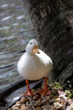Tombul, beyaz bir ördek tek bacağının üzerinde duruyor, başı eğik, doğrudan kameraya bakıyor. Büyük bir ağaç gövdesinin yanındaki kayalık bir kıyıya tünemiş, arka planda koyu, dalgalı bir gölet var..