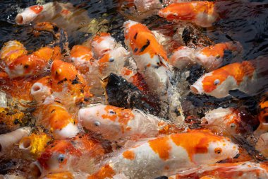 Renkli koi balıklarından oluşan yoğun bir grubun aşırı yakın çekimi ağızları açık, suyun yüzeyinde yiyecek için mücadele ederken kaotik ve aktif bir sahne yaratıyorlar..