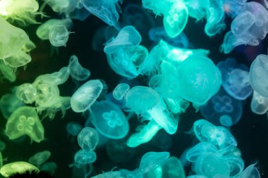 Canlı mavi ve yeşil neon ışıklarıyla aydınlatılan büyük bir grup renkli denizanasının yer aldığı büyüleyici sualtı sahnesi..